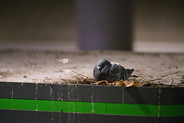 Gołąb miejski siedzący na gnieździe na wierzchu przystanku tramwajowego w mieście