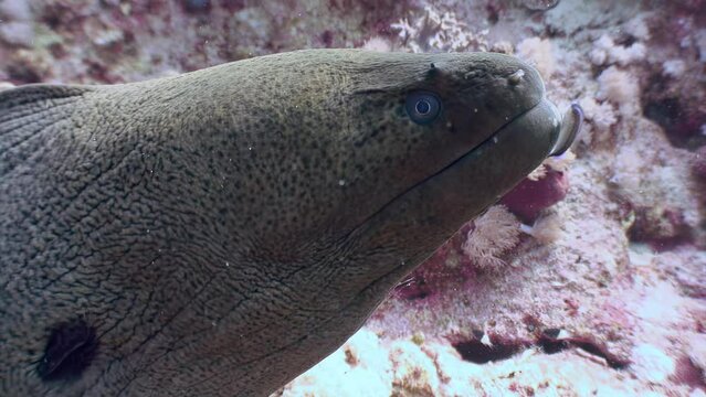 Clear water of underwater coral reef emphasizes impressiveness of moray eel. In clear water of an underwater coral reef, presence of moray eel is truly magnificent. Red Sea.