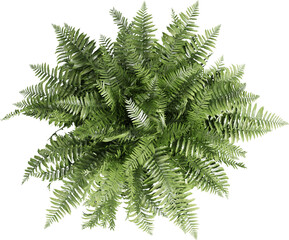 Top view of potted houseplant - boston fern