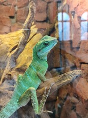 green-blue lizard
