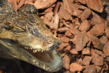 cayman in the zoo, croc, gator