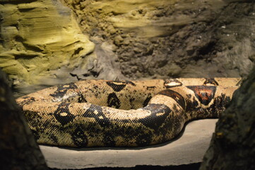 Fototapeta na wymiar big brown snake, boa