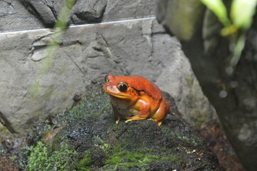 frog in the zoo