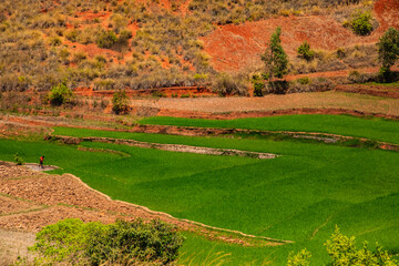 Typical Madagascar landscape rice terrace fields