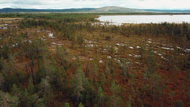 The marshes of Karelia. Bird's-eye view of a natural swamp from above, against the background of wild nature, Russia. Peat bog in autumn. Bird's-eye view of the forest river flowing through the swamp