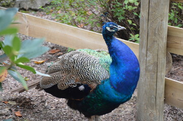 Fototapeta premium peacock in the zoo