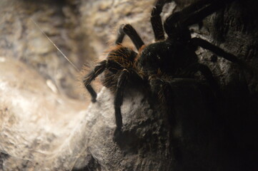 tarantula spider