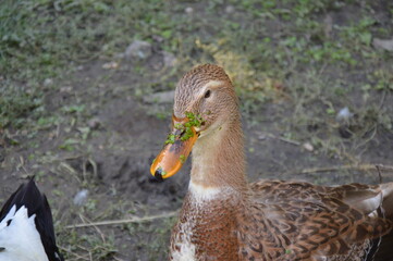 duck in the park