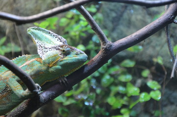 Naklejka na ściany i meble green chameleon