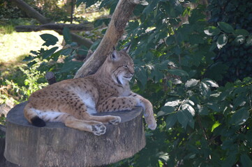 wild cat on the tree