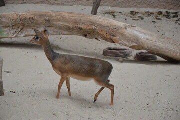 deer in the zoo