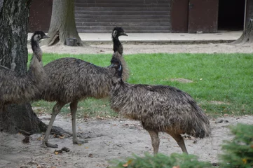 Foto op Plexiglas ostrich in the zoo © Anna