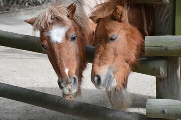 two horses in stable