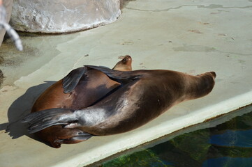 seal in the enclosure, zoo