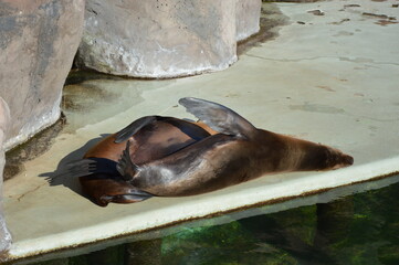 seal in the enclosure, zoo