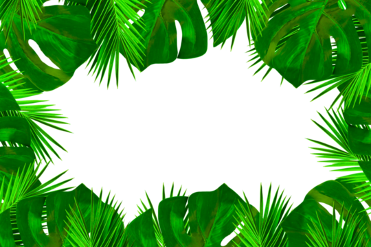 Tropical plants leaf frame border from green palm leaves, monstera leaf isolated on white background. Fresh summer leaves with copy space