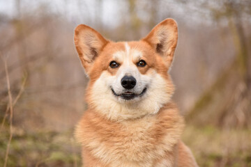 Naklejka na ściany i meble Pembroke Welsh Corgi dog looks at the camera and smiles. Face close up