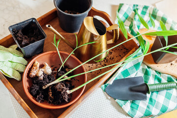 Ginger growing at home. Transplanting rooted ginger with sprouts into pot with soil using shovel,...