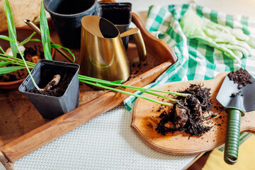 Ginger growing at home. Transplanting rooted ginger with sprouts into pot with soil using shovel, watering can. Garden