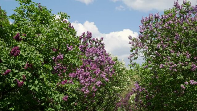 Spring blooming trees in the Kyiv Botanical Garden. The lilac blossomed in early spring. The lilac garden is the most complete collection of lilac varieties of all Lilac flowers against the background