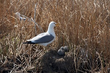 gull and the nest on the beach