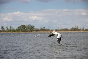Naklejka premium pelicans in flight