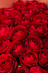 Close-up background of red semi-blossoming roses. The concept of love. Vertical photo