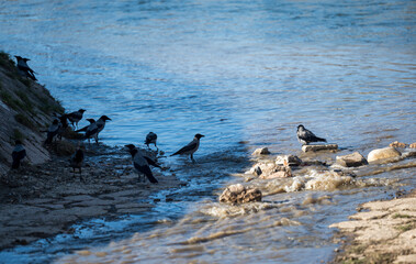 A flock of Black Ravens drinks water on the river.