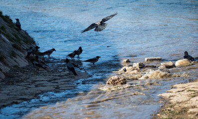 A flock of Black Ravens drinks water on the river.