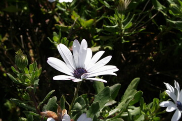 White and purple flower