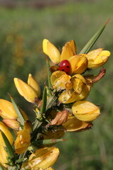 Ladybug on the flower