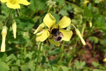 Bee on yellow flowers