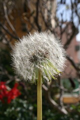 dandelion seed head