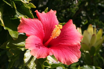 Red and pink flower