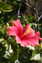 Red and pink flower
