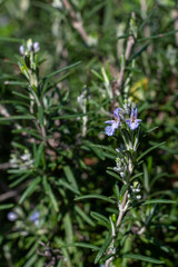 Close up of the small flower of the Rosemary bush, scientific name Rosemary.

