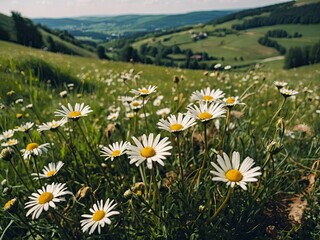 Scenic spring:summer: Blooming daisy field amidst pastoral landscape, hills rolling in countryside, meadow with daisies
