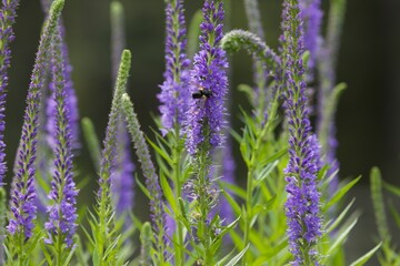Bee on purple flowers closeup