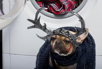 A bulldog dog dressed in a mystical holiday costume with horns on his head and a bloody face poses for the camera.