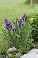 Fototapeta premium purple iris and yellow flowers in the garden