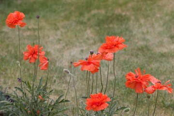 red poppy flowers