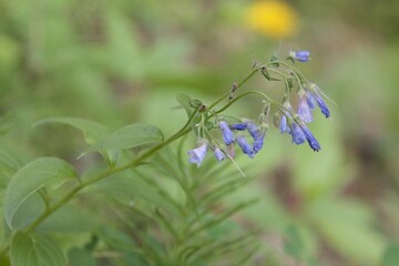 Blue wildflowers closeup