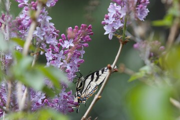 closeup yellow butterfly on lilac flowers