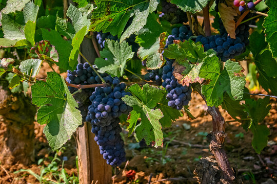 Close up of bunches of pinot noir grapes growing on the vine in Burgundy, France.