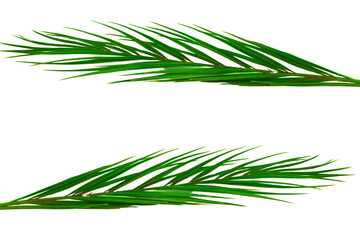Palm leaves , summer plants  elements for design. palm leaves top view isolated on white