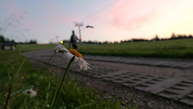 Chamomile Focus: In the background, we see the silhouette of a man walking down the Kotelnica against the backdrop of a stunning sunset 