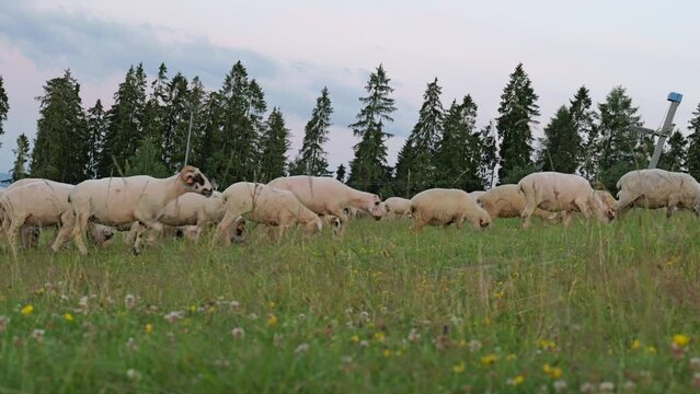 Evening Pasture in Białka Tatrzańska: Sheep Grazing on Kotelnica's Green Slopes as Sunset Approaches