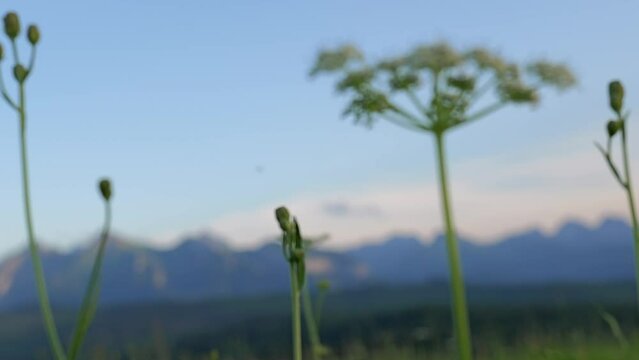 Sosnowsky's Hogweed Against the Backdrop of the Bielskie Tatras at Dusk