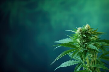 Green cannabis background, White space cannabis, Cannabis flower backdrop, Marijuana plant texture, Herbal leaf design, generative AI, JPG