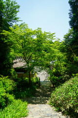 Naklejka premium 新緑が美しい初夏の日向大神宮の境内風景
